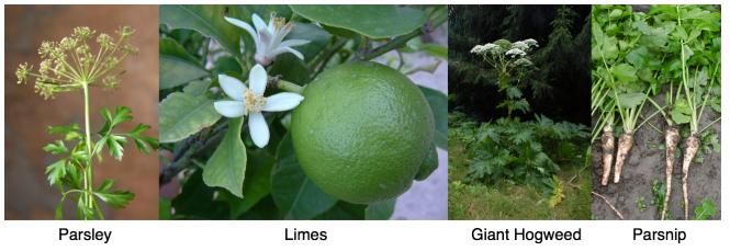 Screen Shot 2018-06-24 at 3.39.19 PM.png